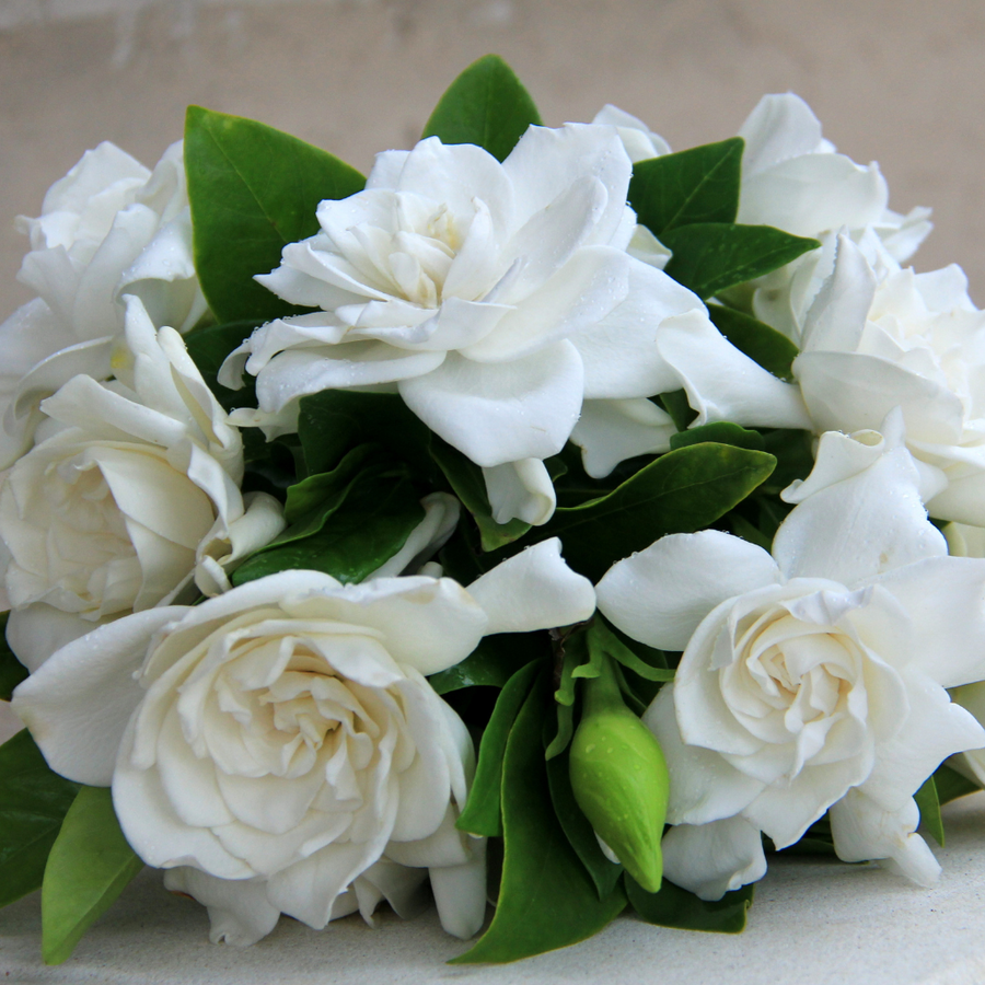 JUNGLE GARDENIA & ROSES - Eco Candle Project 