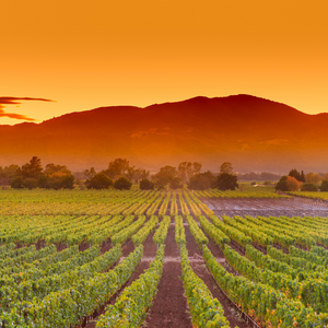 DOURO VINEYARDS