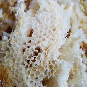 WHITE BEESWAX