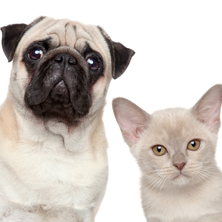 PET ODOR ELIMINATOR🐾 - Eco Candle Project 