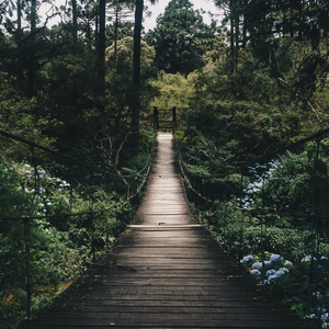 GREEN FOREST