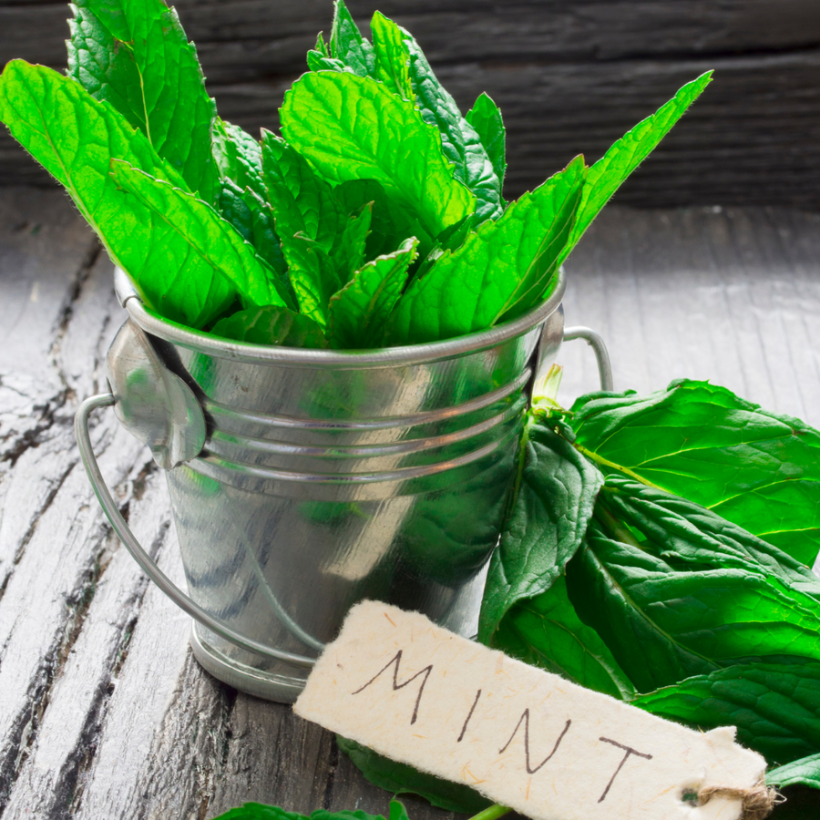 WILD MINT ( MENTHA ARVENSIS ) - Eco Candle Project 
