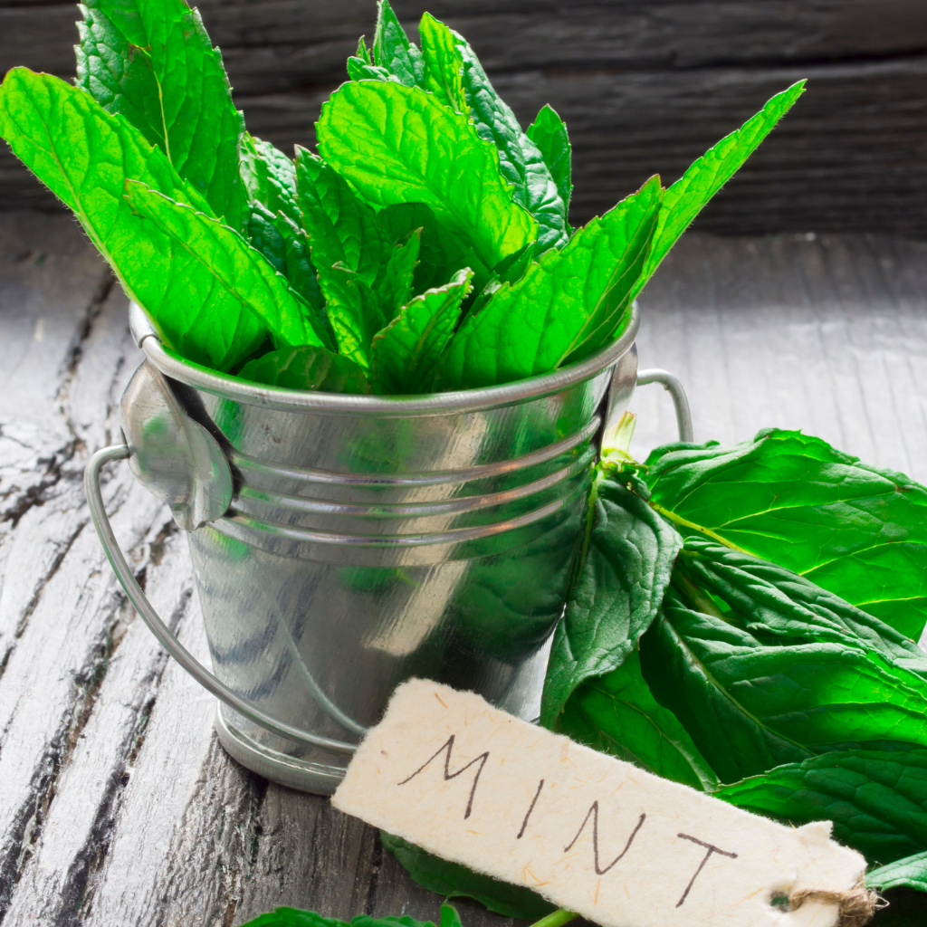 WILD MINT ( MENTHA ARVENSIS )