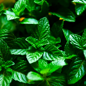 WILD MINT ( MENTHA ARVENSIS )