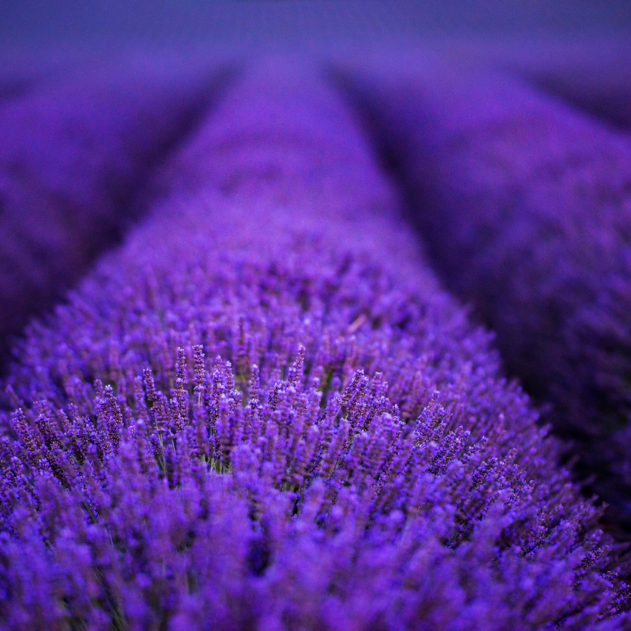AMAZING LAVENDER - Eco Candle Project 