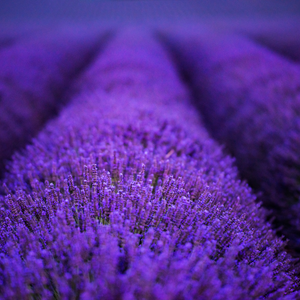 AMAZING LAVENDER